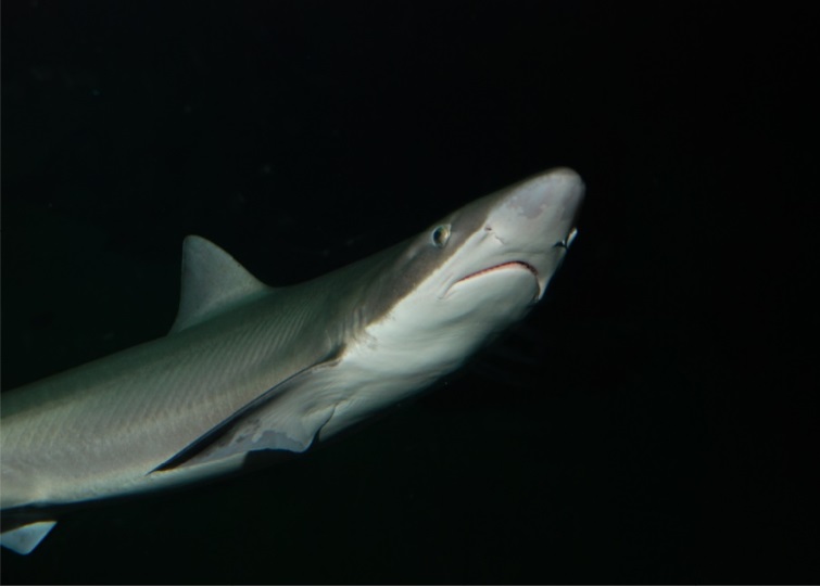 De ruwe haai is Nederland - Groen Kennisnet