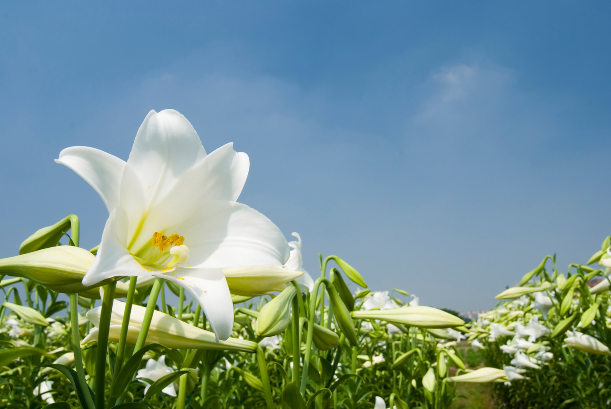 Witte bloeiende lelie in veld - AnsonLu via iStock