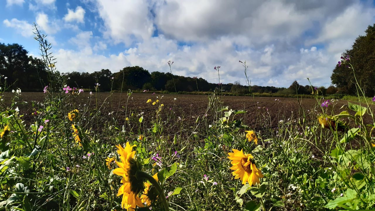 bloemrijke akkerrand - ©Tessa Jacobs