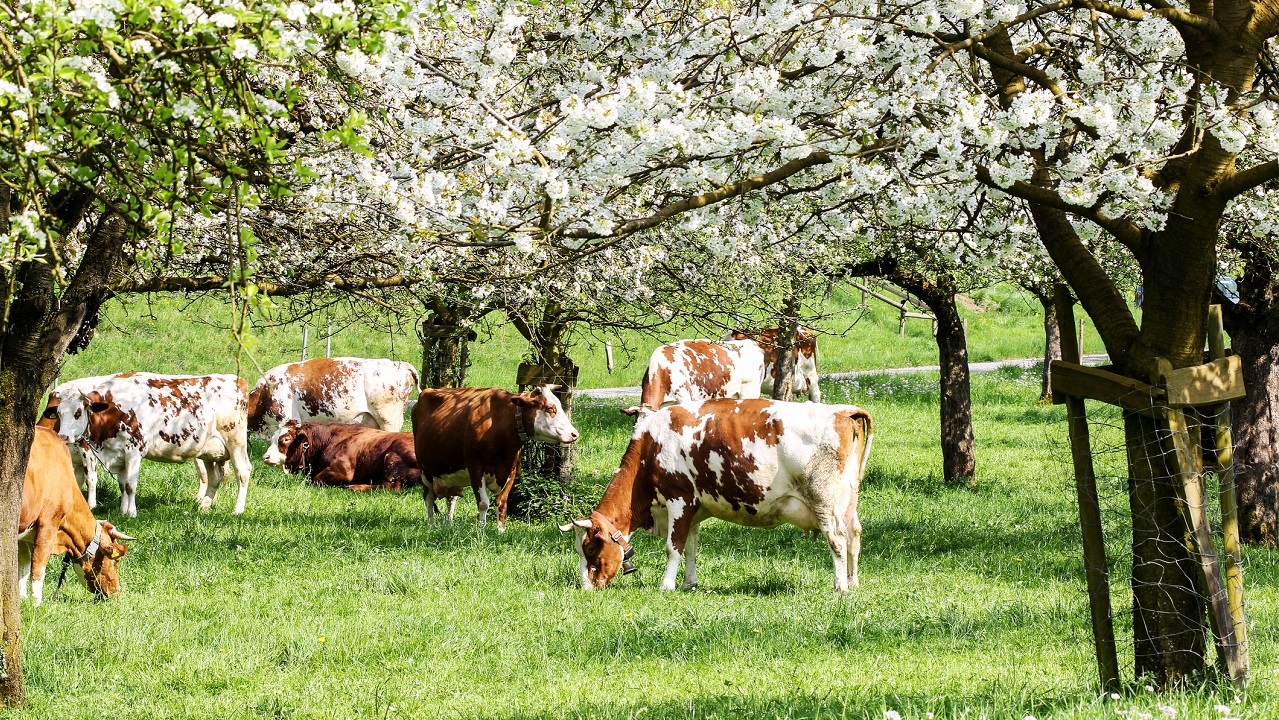 Kudde koeien grazen in een bloeiende boomgaard - Yuelan via Istock