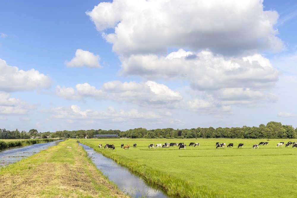 Cows grazing in farmer landscape, in the pasture, peaceful and sunny, ditches and a blue sky with clouds, Clara Bastian