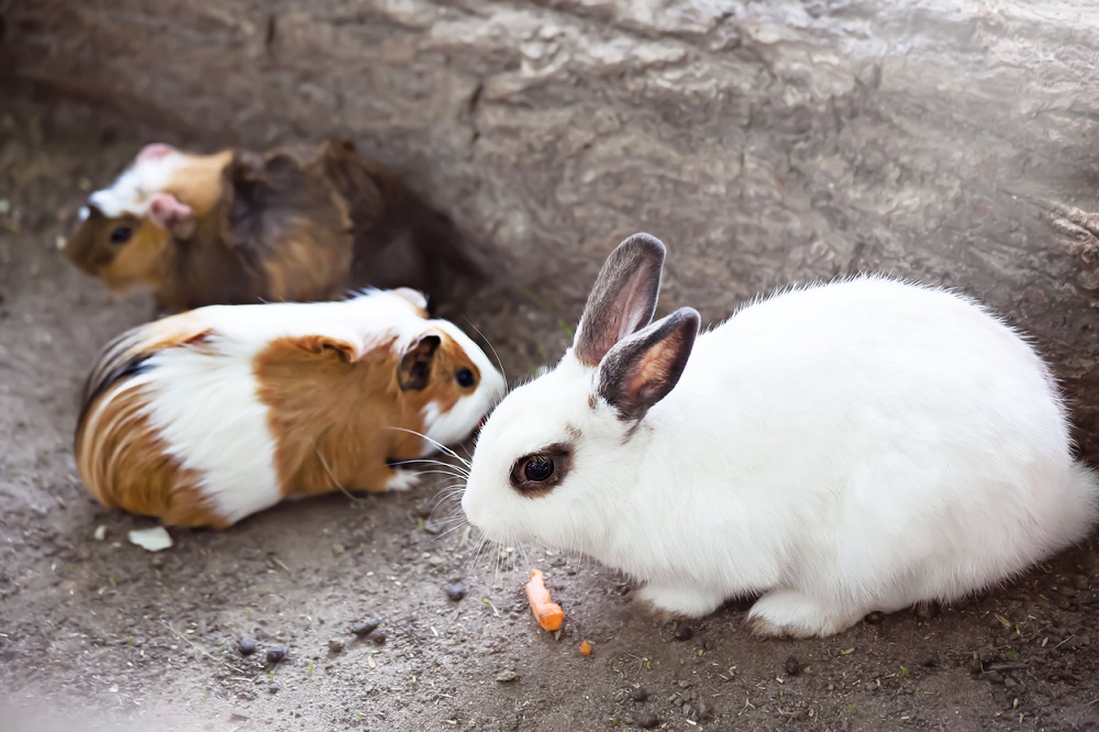Een wit konijn eet wortelen in de open lucht naast proefkonijnen. Diervoeder en huisdierenconcept. De paashaas. Voorbereiden op Pasen. Fokhuisdieren en het concept van huisdieren. Ontroerende dierentuin, Olga Kubareva via iStock