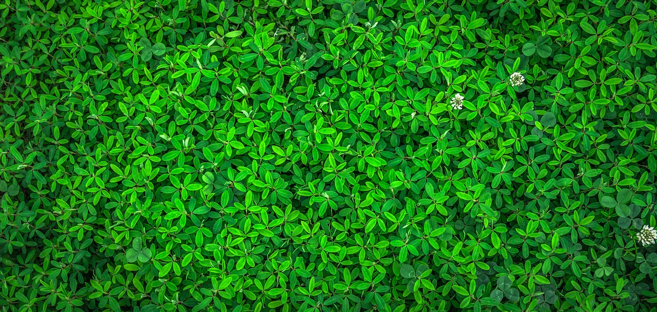 Planten - jeonsango via Pixabay