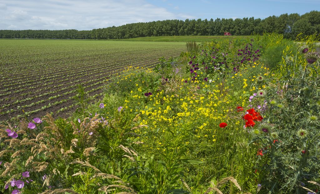 Akkerrand met veldbloemen - Jan Marijs via Shutterstock