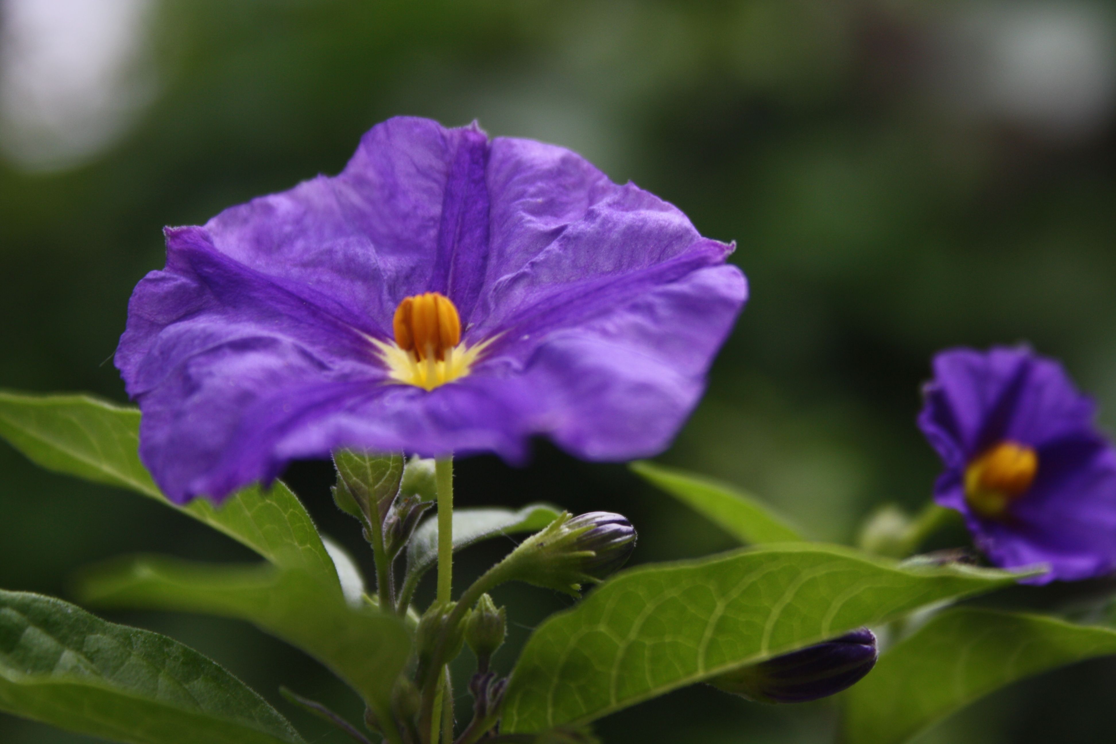 Solanum van grond tot mond - Groen Kennisnet