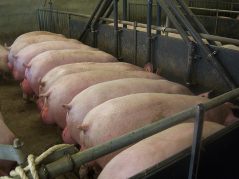 Entire males in pens with restricted liquid feeding (©WUR)