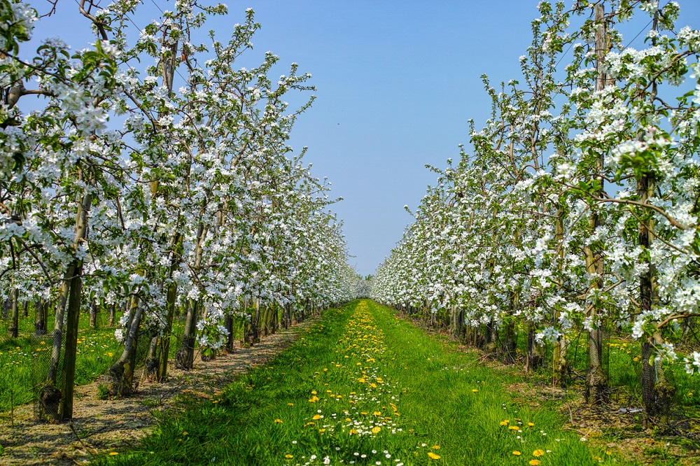 Apple boom bloesem, lente seizoen in boomgaarden in Haspengouw agrarische regio in België, landschap, barmalini via iStock