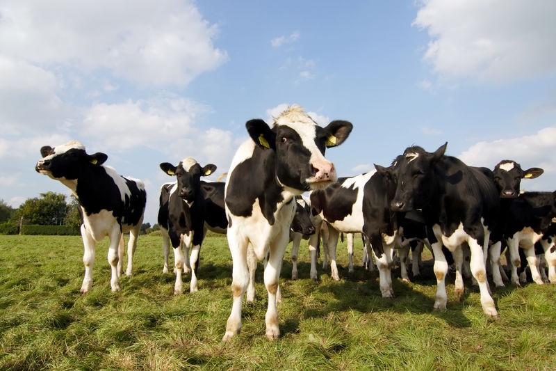 Nieuwsgierige koeien in de wei - uzuri via Shutterstock