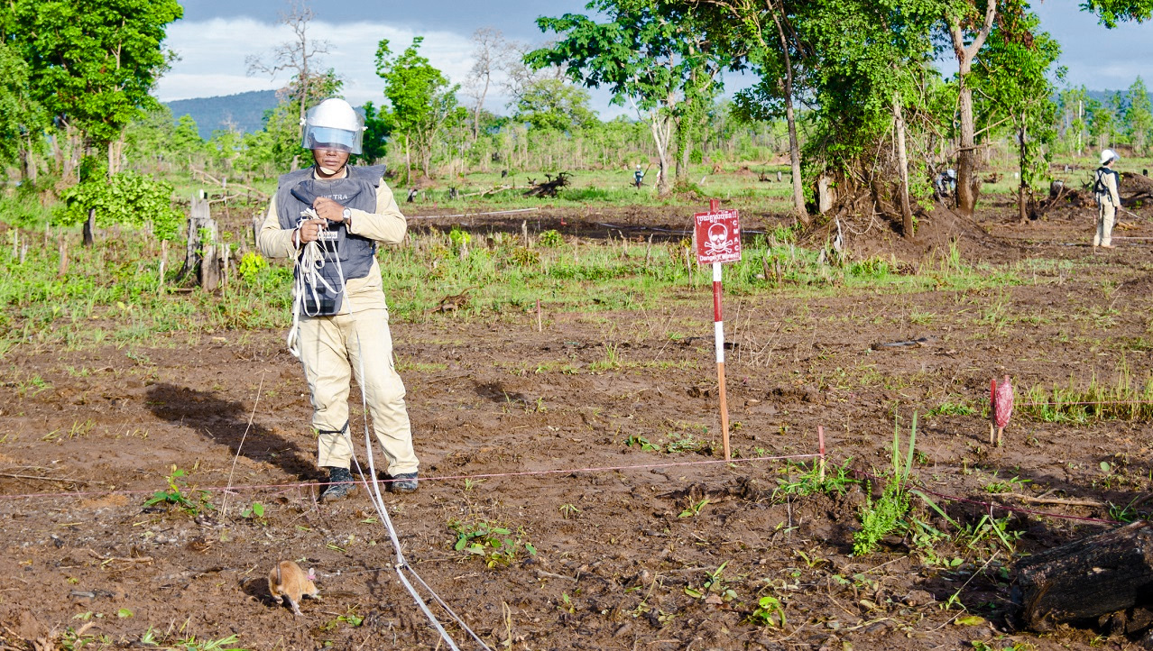 Ratten snuiven landmijnen in Cambodja - noelhtan via Istock