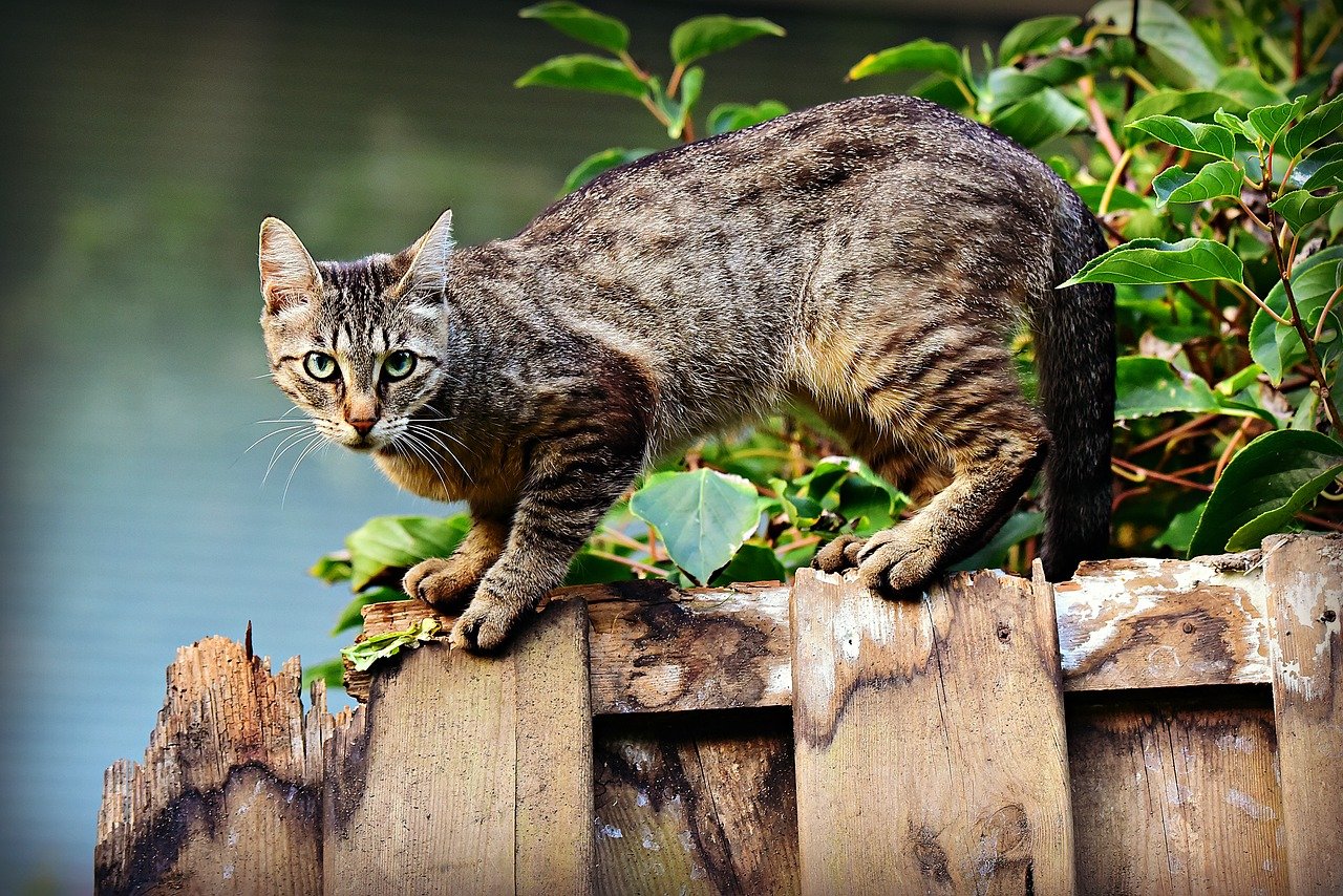 Kat op hek - MabelAmber via Pixabay