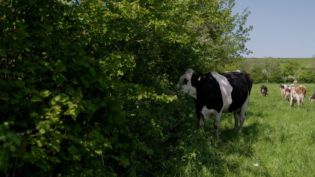 Bomen op mijn land, agroforestry netwerk Nederland