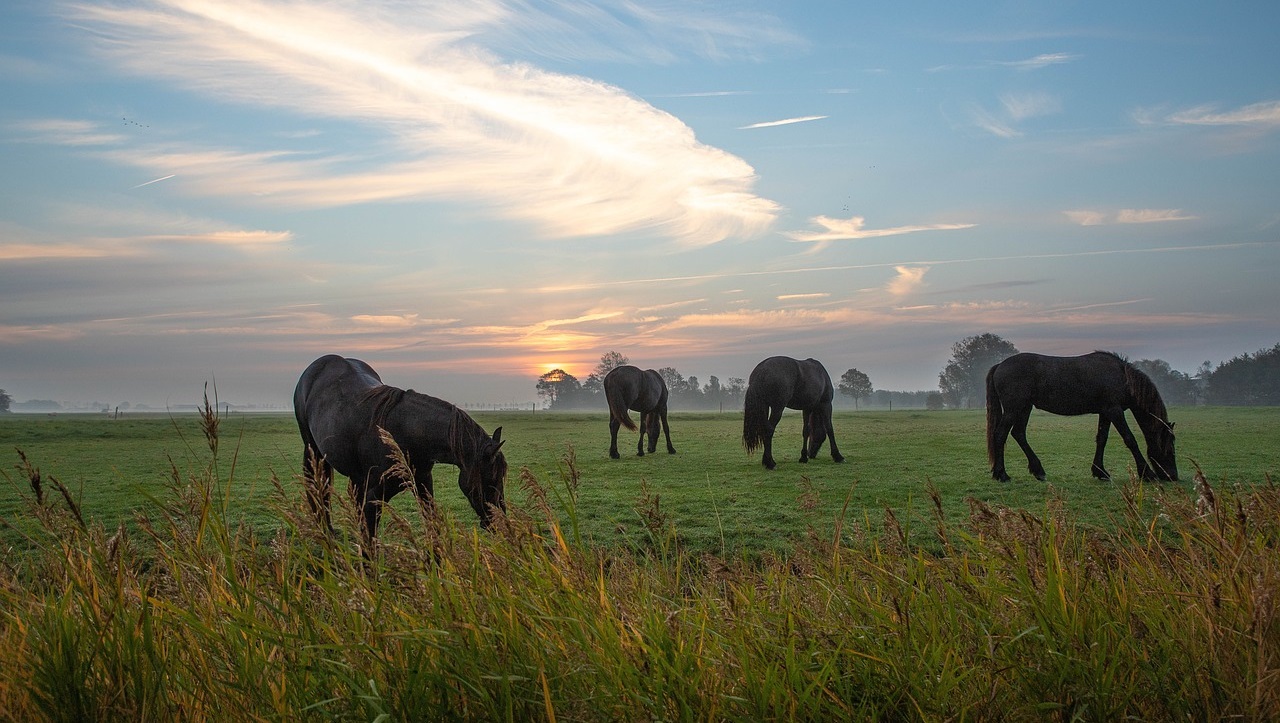 Friese paarden in de wei tijden zonsopkomst - Ria via PIxabay