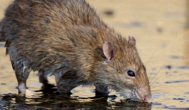 Rat