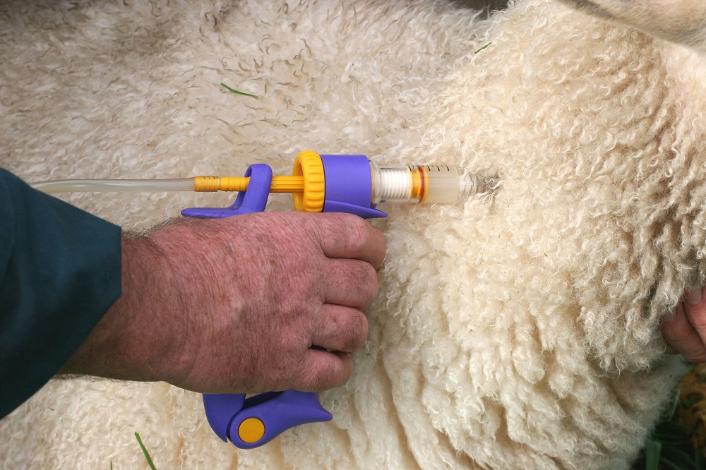 Het vaccineren van een schaap via Beeldbank WUR