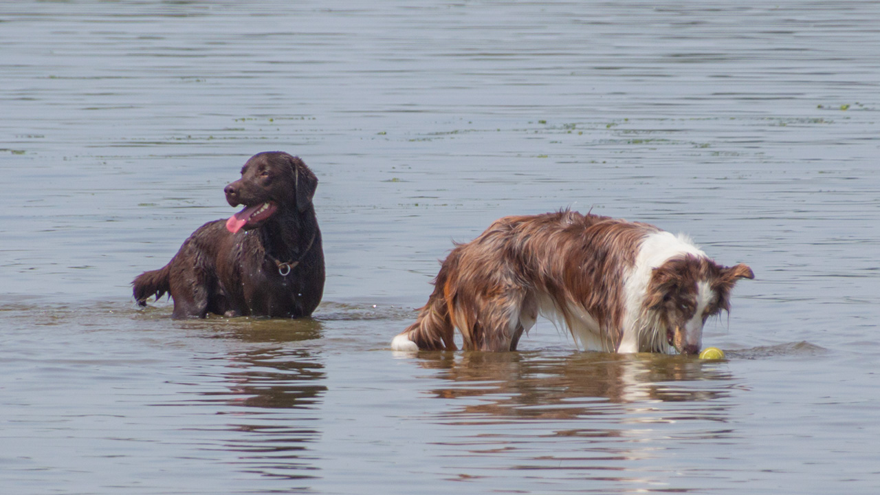 Honden spelen in water