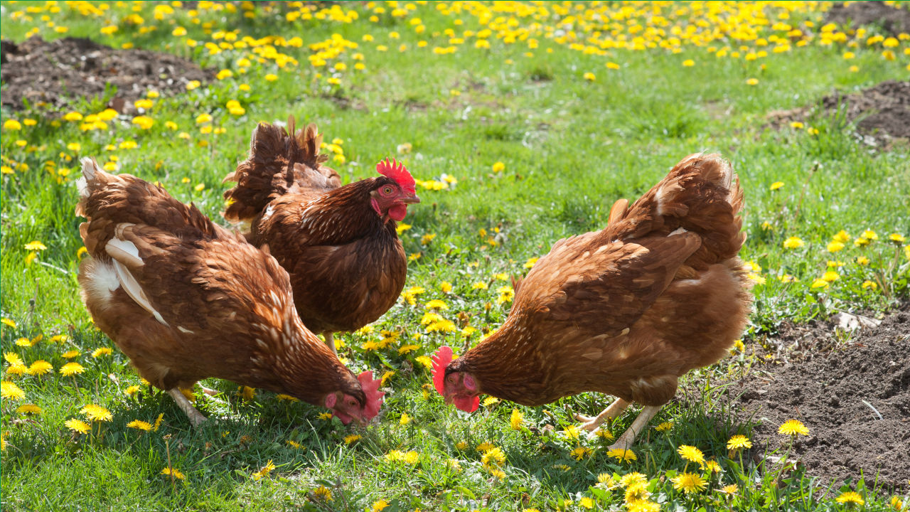 Kippen in het gras - Fotokostic via Shitterstock