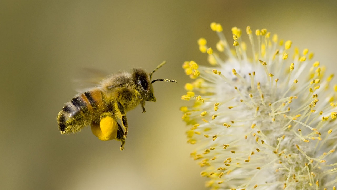 Bij verzamelt stuifmeel van wilgenkatjes - Dave Massey via Shutterstock