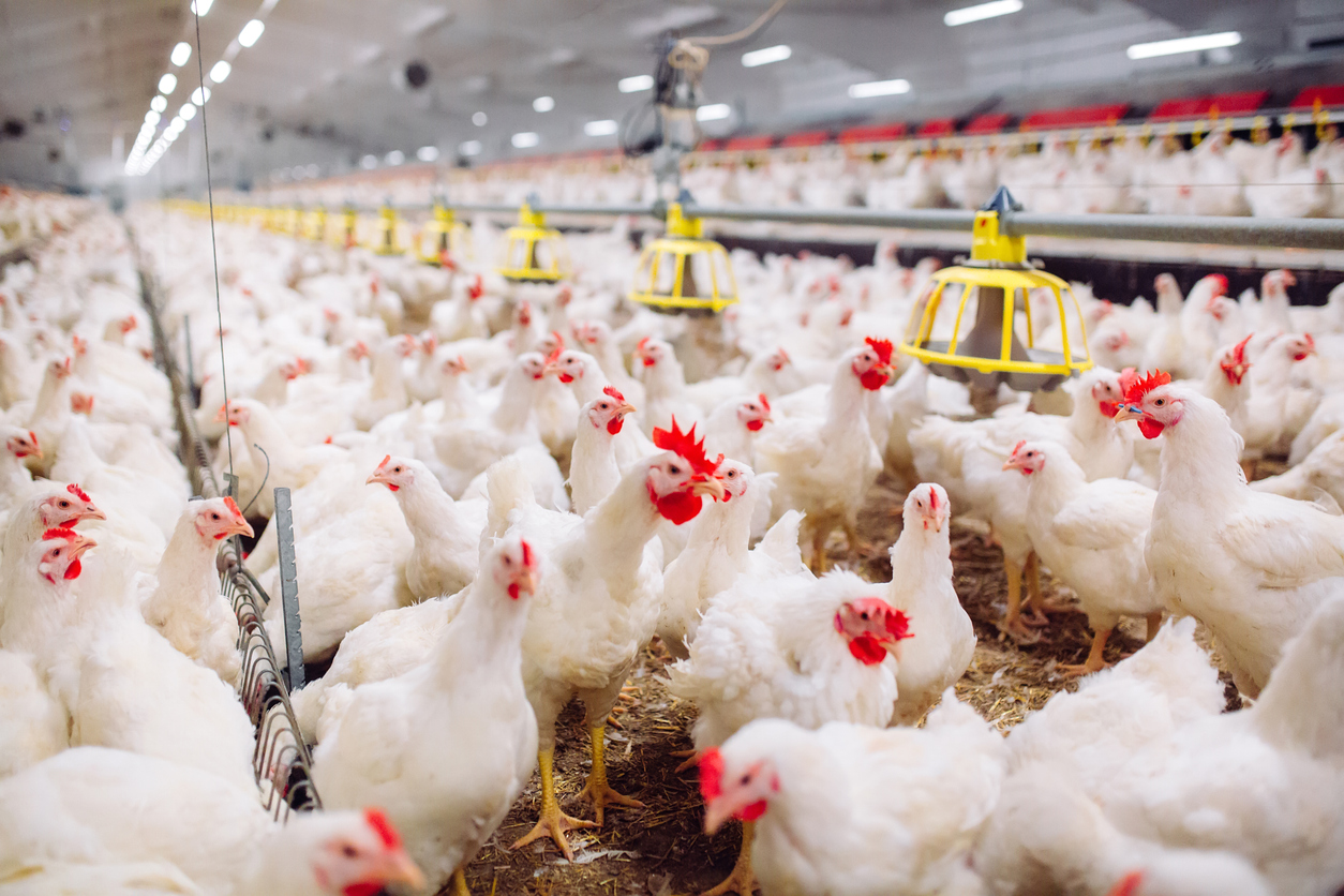 Indoor kippenboerderij, kippenvoeding, boerderij voor het kweken van vleeskuikens, davit85 via iStock