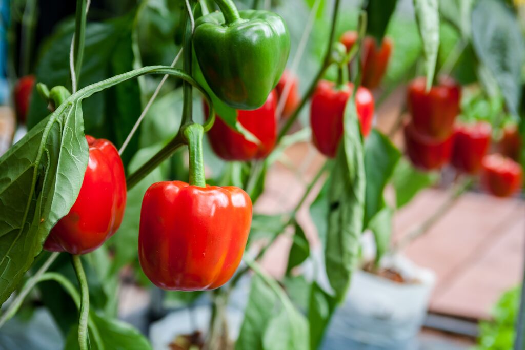 Rode en groene paprika's aan plant in kas - Suriyun via Shutterstock