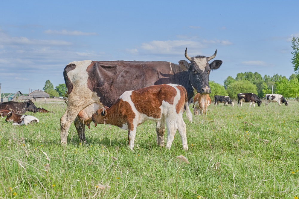 Het kalf zuigt melk uit de tepel van de uier van de koe, Irina Kononova via iStock