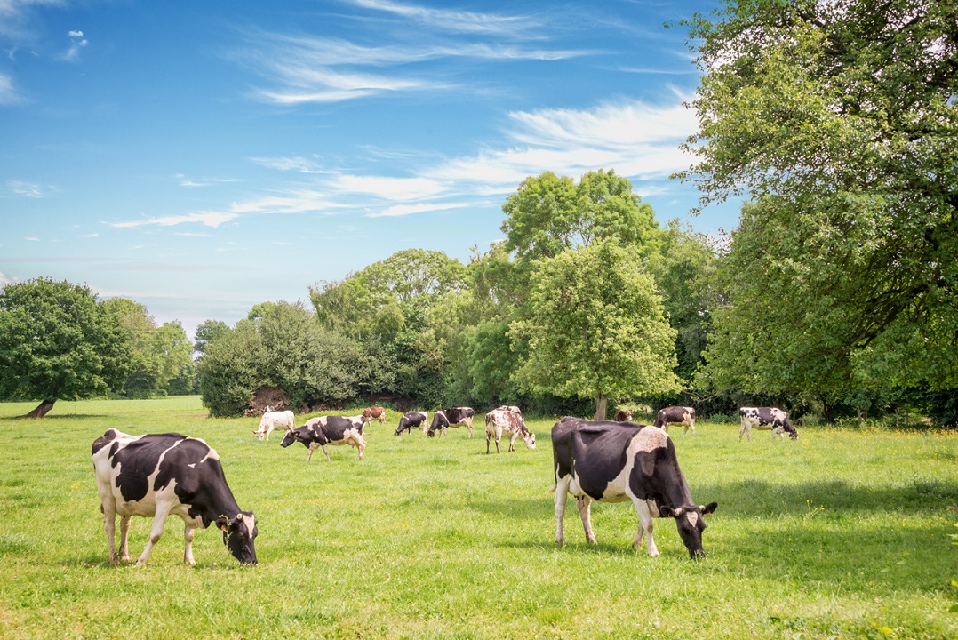 Koeien in weiland - Delpixart via iStock