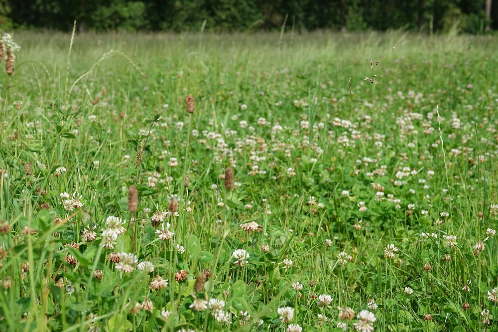 Kruidenrijk grasland, © Harmke Borkent
