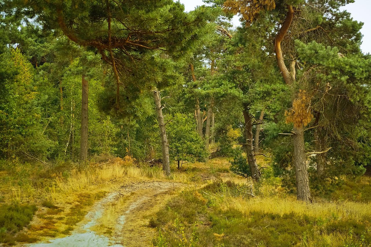 Nederlands bos- Michael Gaida via Pixabay