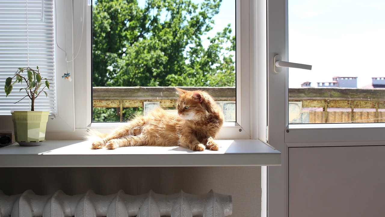 kat liggend voor het raam  - Anna Doshechko via Pixabay