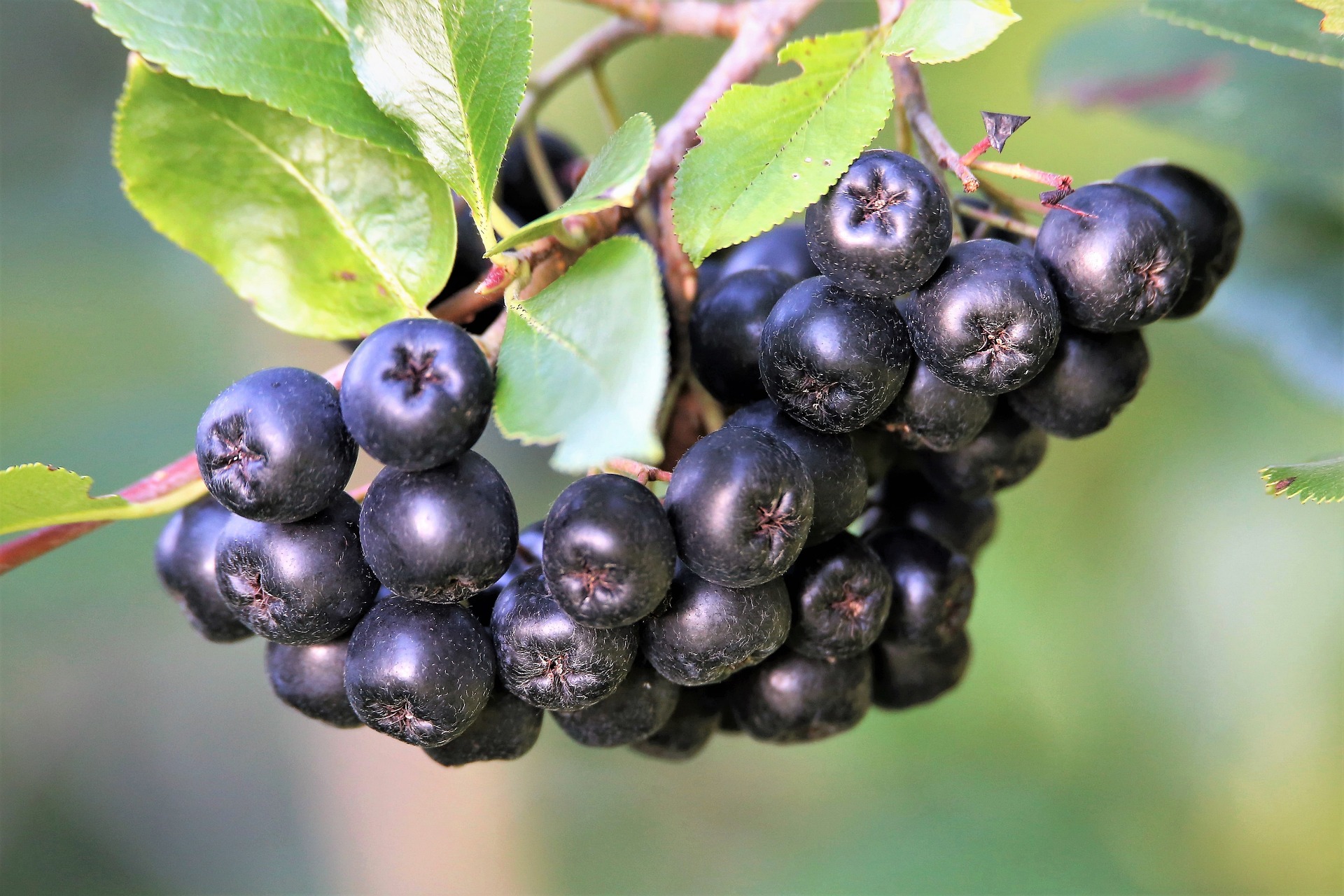 [aronia/appelbessen]-Goran Horvat via Pixabay