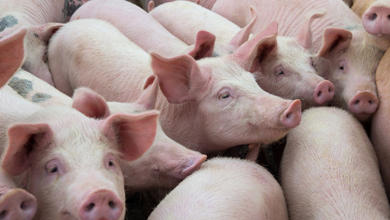 De varkens van de boerderij. - deyanarobova via Istock