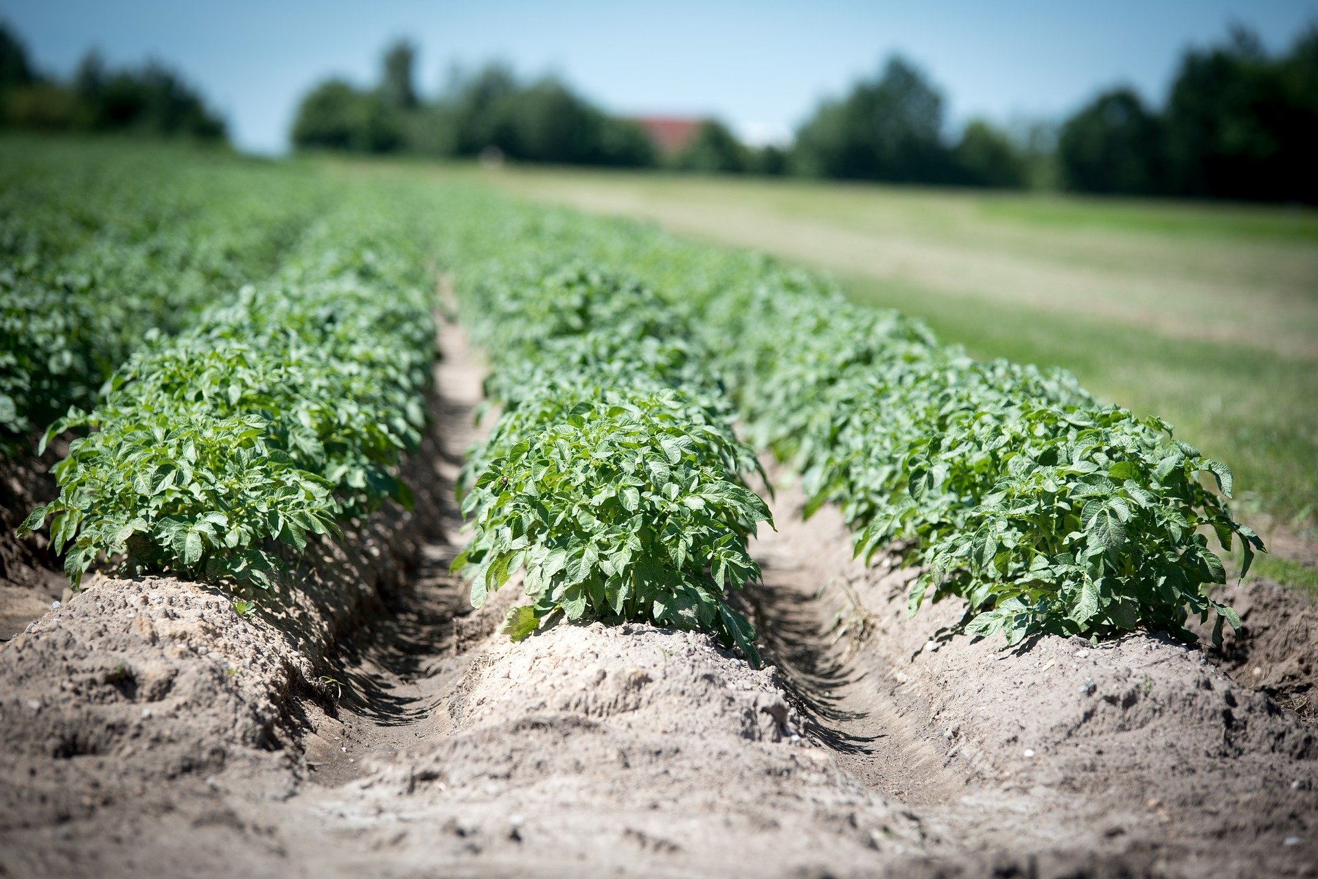 Landbouw aardappel - Wolfgang Ehrecke via Pixabay
