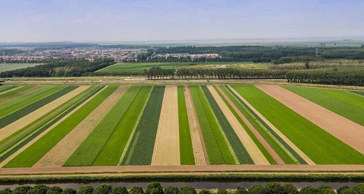 Strokenteelt &ndash; Dirk van Apeldoorn & ERF, via WUR