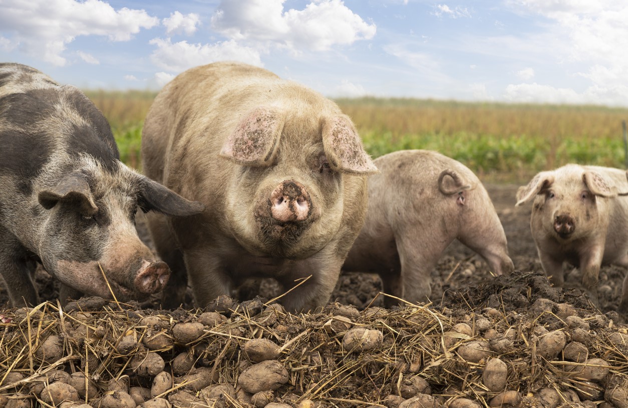 Varkens eten aardappels op akker - Jan van der Wolf via iStock