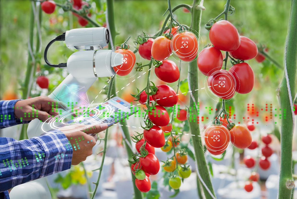 Tomaten keuren in kas met tablet - Kinwun via iStock