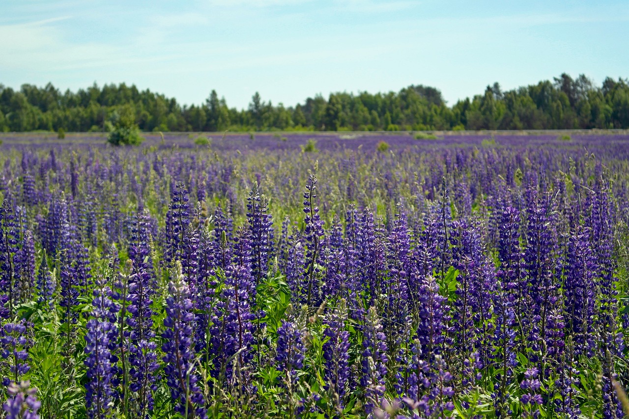 Lupine - Tonkikh via Pixabay