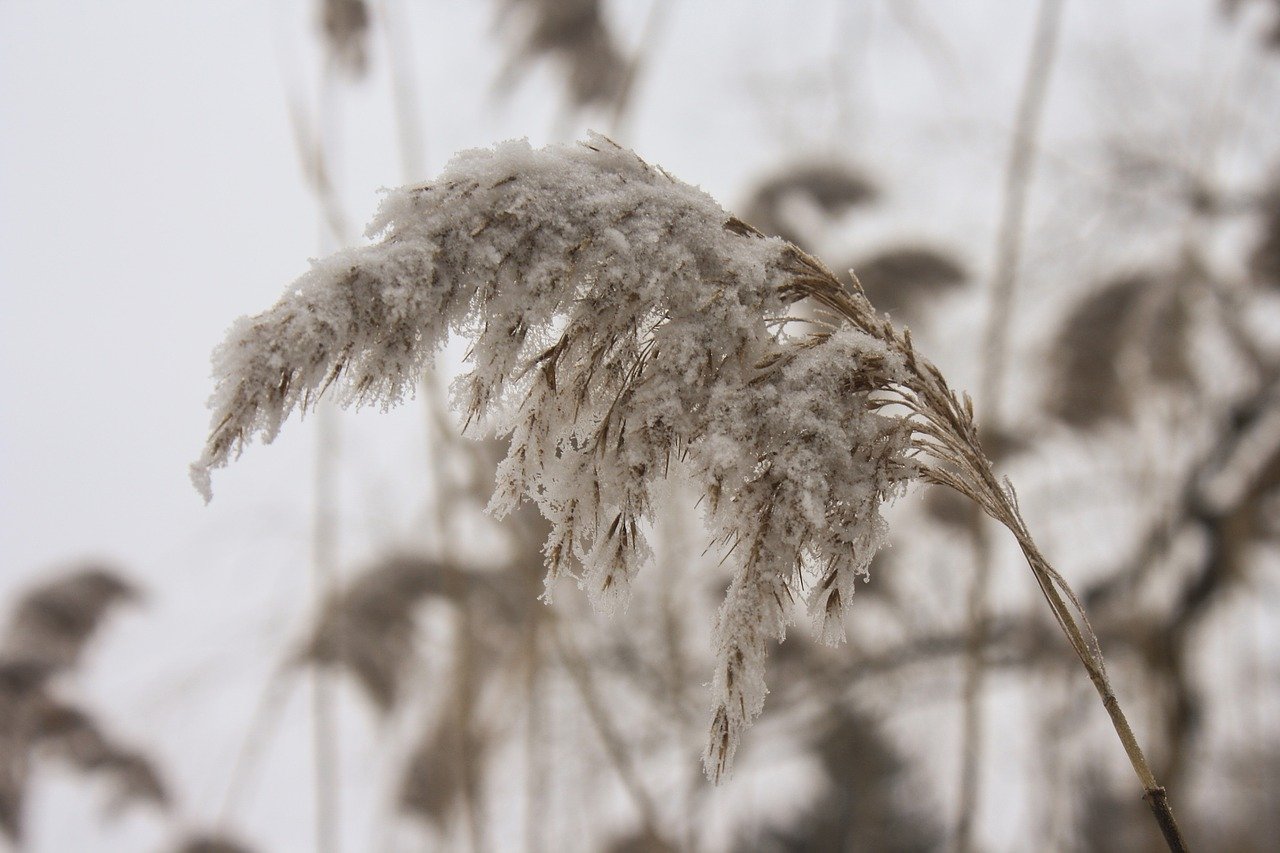 Gerst in de winter - 339731 via Pixabay