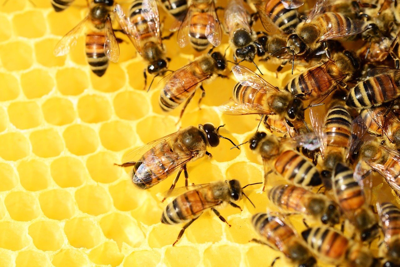 Bijen in korf - PollyDot via Pixabay