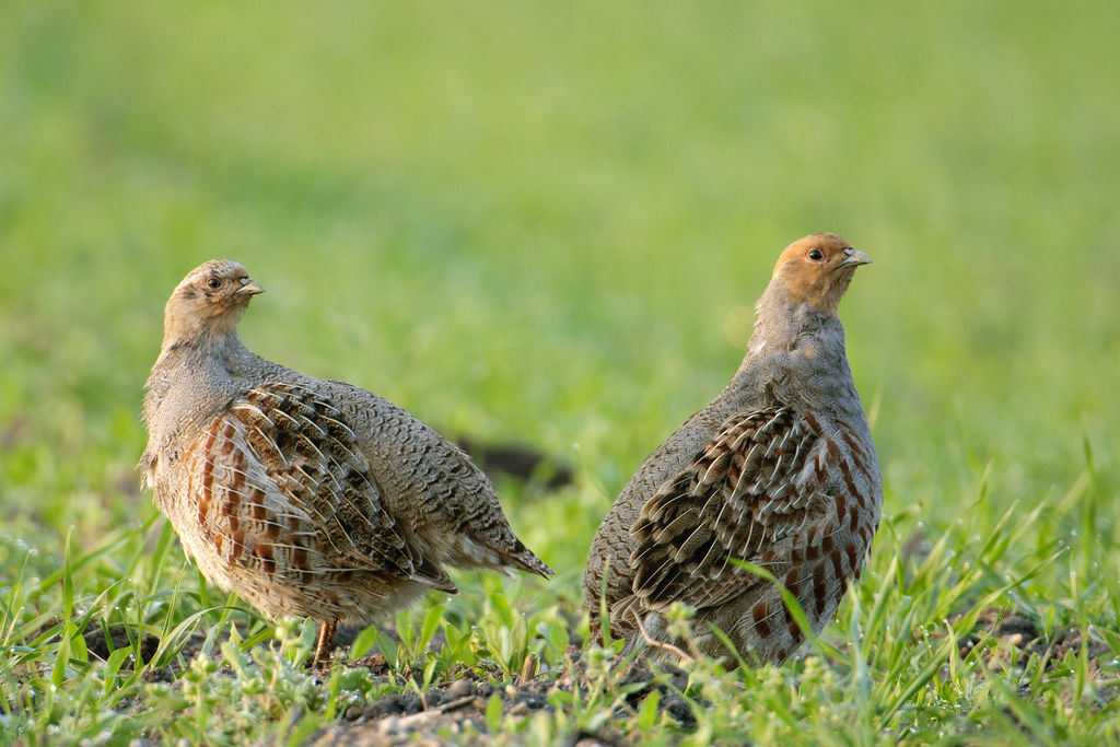 Patrijzen foerageren - Wolfgang Kruck via Shutterstock