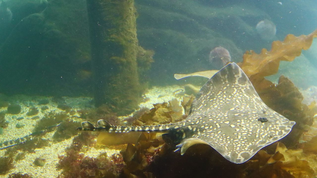 Stekelrog in aquarium - Gelia via Istock