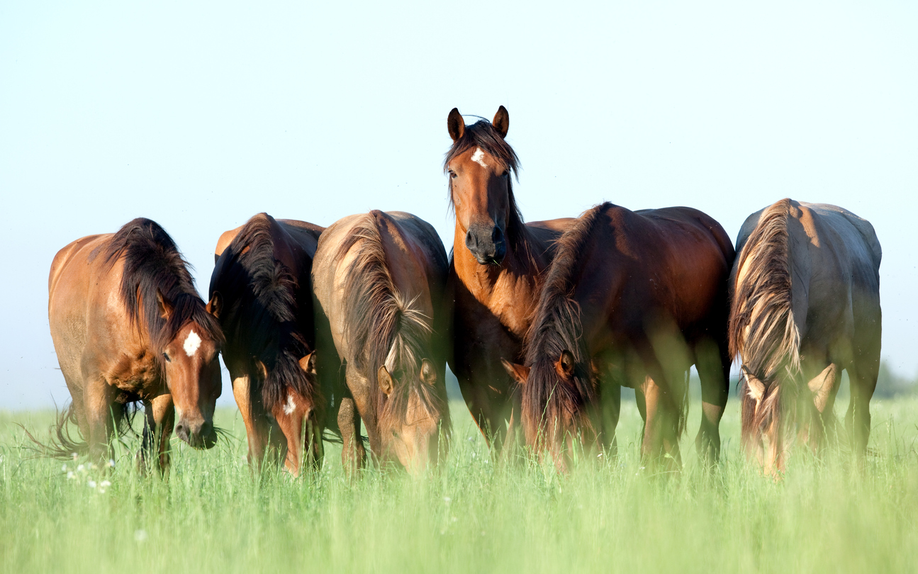 Paardenkudde - Alexia Khruscheva via iStock