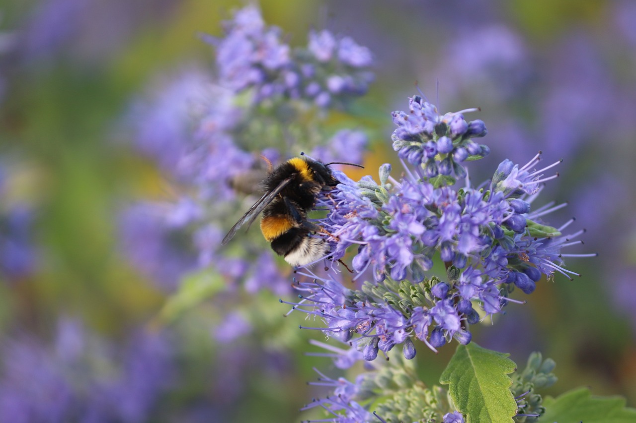 Hommel bloem - manfredrichter via Pixabay