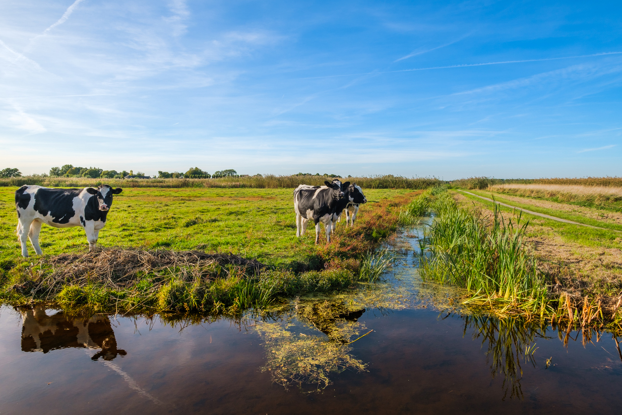 Nieuwsgierige jonge koeien in een polder landschap langs een greppel, in de buurt van Rotterdam, Nederland, :Frank Cornelissen via iStock