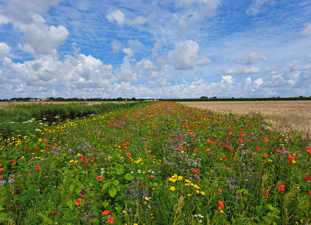 Bloemrijke akkerrand, copyright Agrarische Natuurvereniging Hollands Noorden