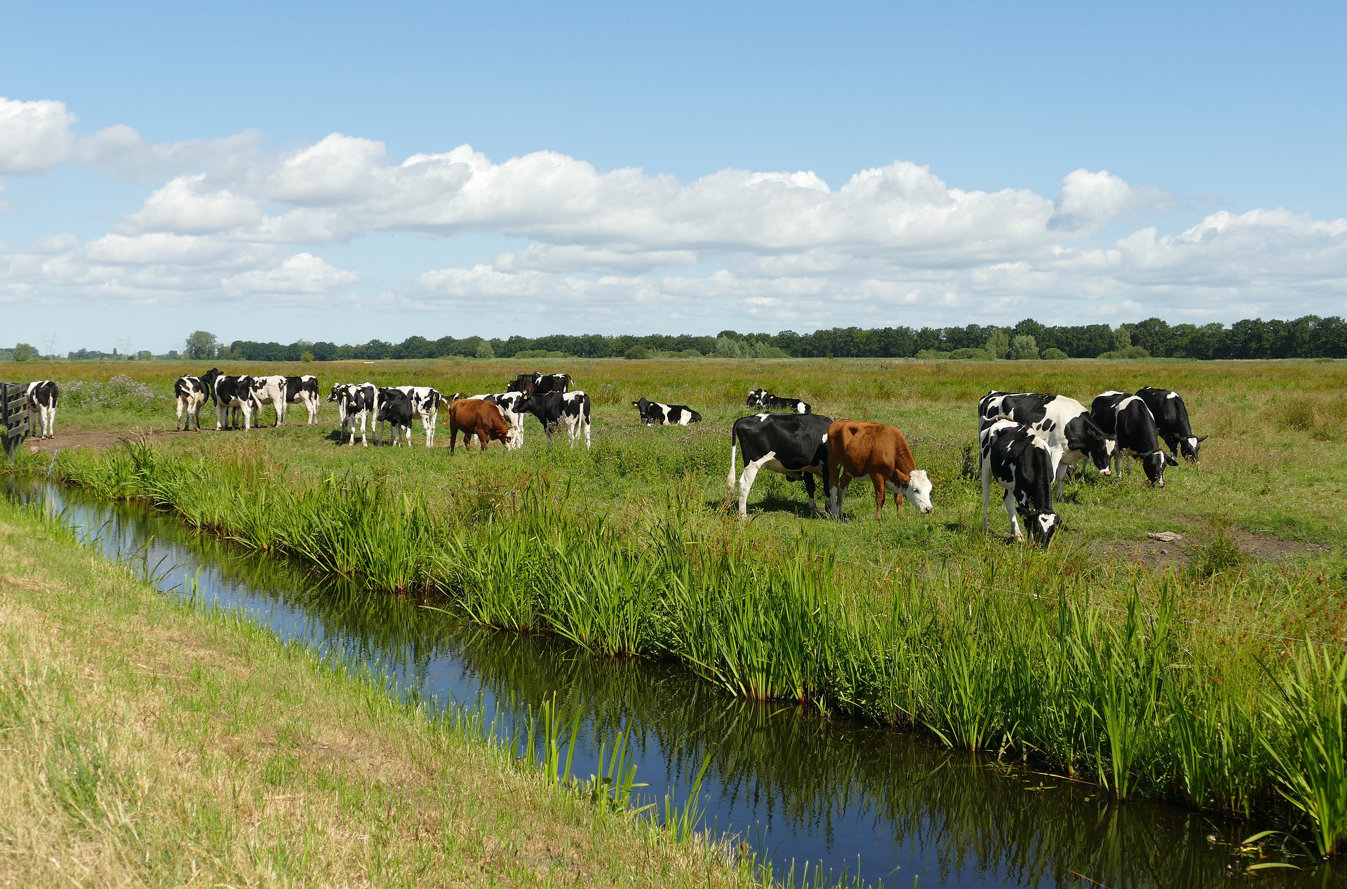 Koeien grazend in de wei - Eveline de Bruin via Pixabay
