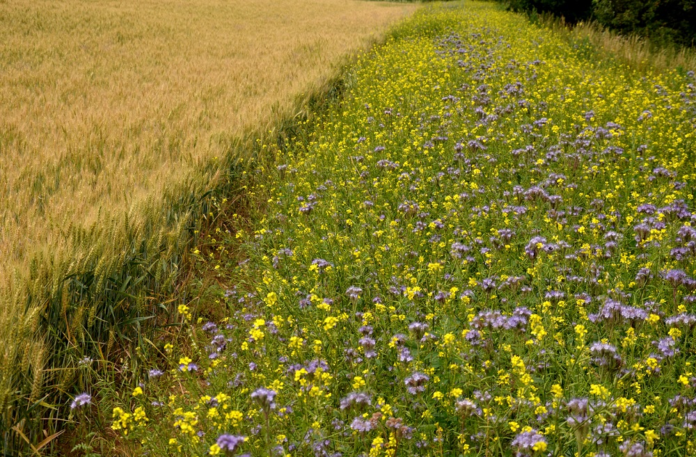 Akkerrand met bloemen langs een tarweveld voor bijen en insecten, beekeepx via iStock