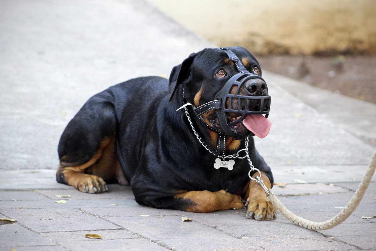 Hond - andrescarlofotografia via Pixabay