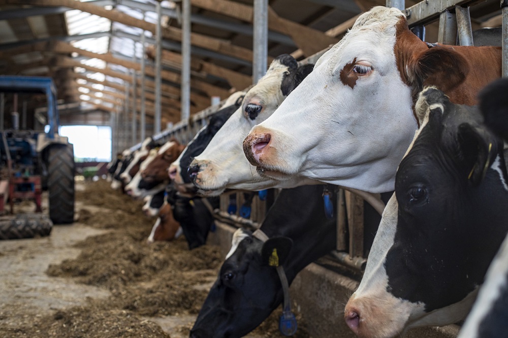 Hoofden van koeien in een rij in een schuur tijdens de voedertijd, Clara Bastian