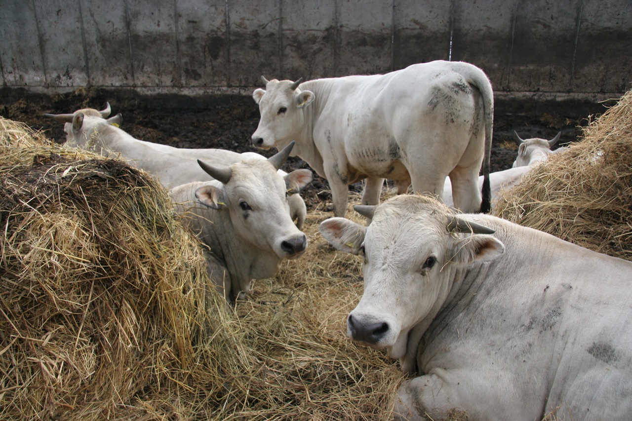 Koeien in stal - via Bionext