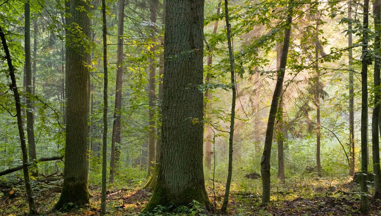 Old oaks - Aleksander Bolbot via Shutterstock