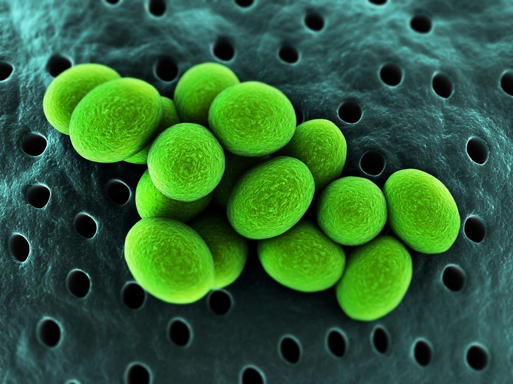 Microbioom belangrijk voor gezondheid - Groen Kennisnet